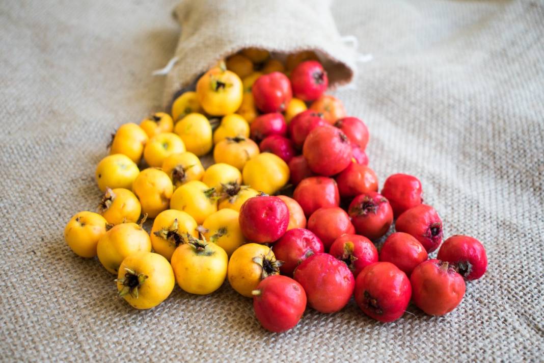 Doğada kendiliğinden yetişiyor, yiyen şifa buluyor 3